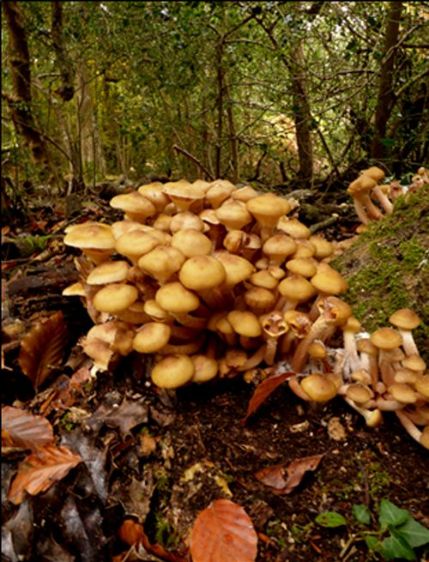Semi-mature caps at the base of beech in the New Forest, Hampshire.